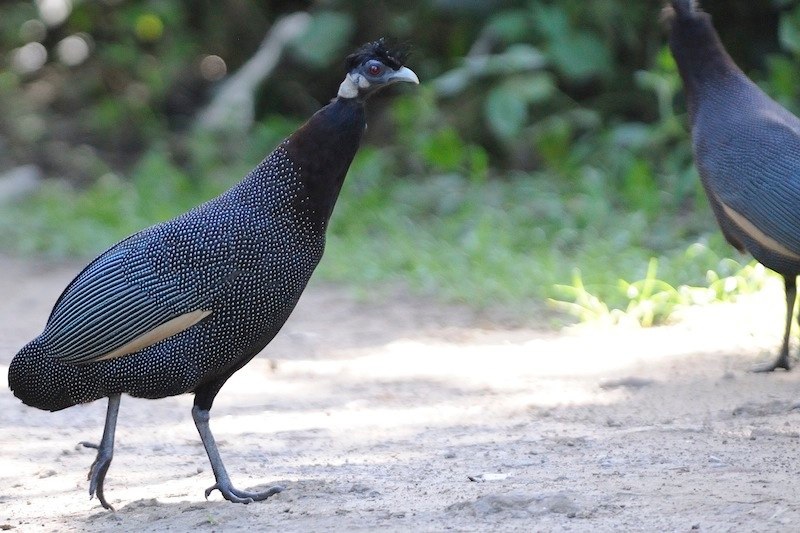 Crested Guinea Fowl. 