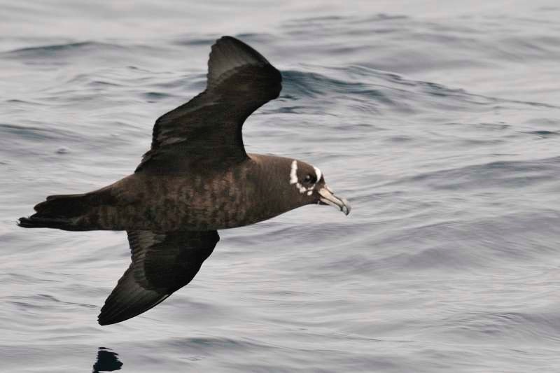 032.1%20Spectacled%20Petrel%20TIFF.jpg